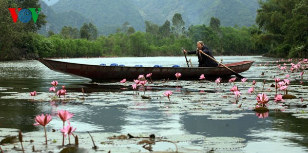 Water Lilies blossoming  - ảnh 8